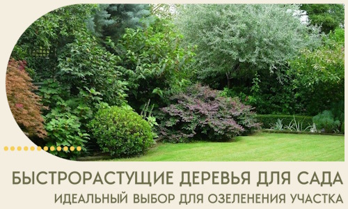 Быстрорастущие деревья для сада идеальный выбор в Ахтубинске