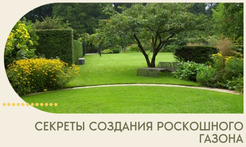 Секреты создания роскошного газона в Ахтубинске